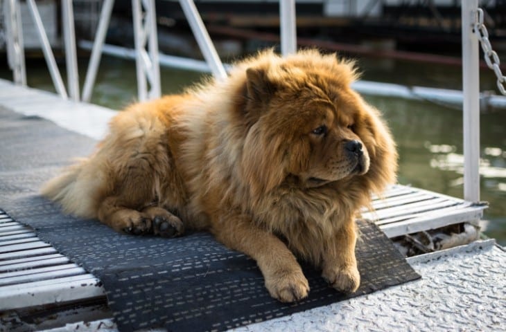 A Chow Chow lounging