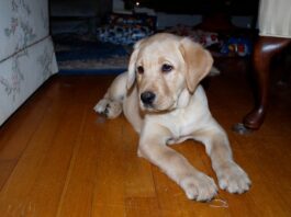 yellow labrador puppy laying on the floor
