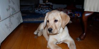 yellow labrador puppy laying on the floor